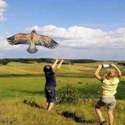 1.1m - Flache Adler - Kites - Kinder - Spielzeug