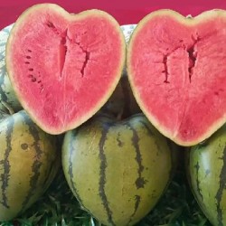 Watermelon Shaping Mold - Heart - SquareKitchen