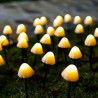 Solar-Lichterkette - LED - mit Stäbchen - wasserdicht - Pilzform