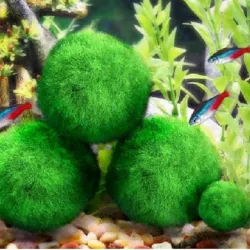 Aquarium Mini Mooskugel - dekorative Nanopflanze