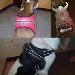 Hundegurt Kragen Blei Weste