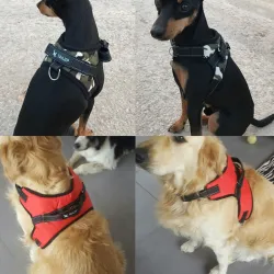 Hundegurt Kragen Blei Weste